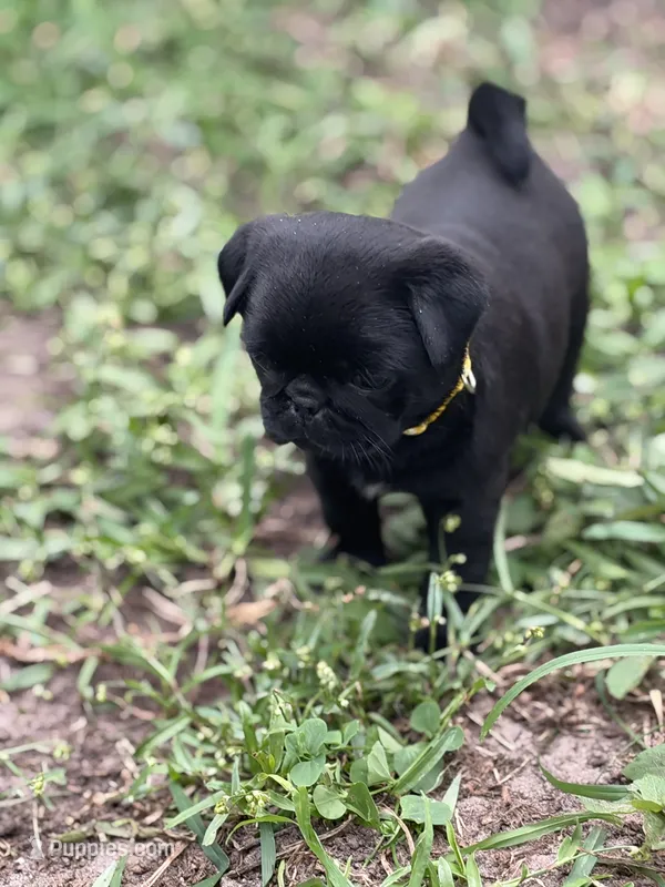 Coco – Pug puppy for sale in Orlando, FL
