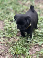 Coco, a female Pug for sale in Orlando, FL – 1 of 3