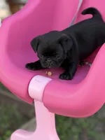 Satin, a female Pug for sale in Orlando, FL – 6 of 6