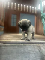 Tucker, a male Pug for sale in Orlando, FL – 4 of 5
