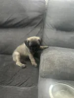 Jackson, a male Pug for sale in Orlando, FL – 4 of 5