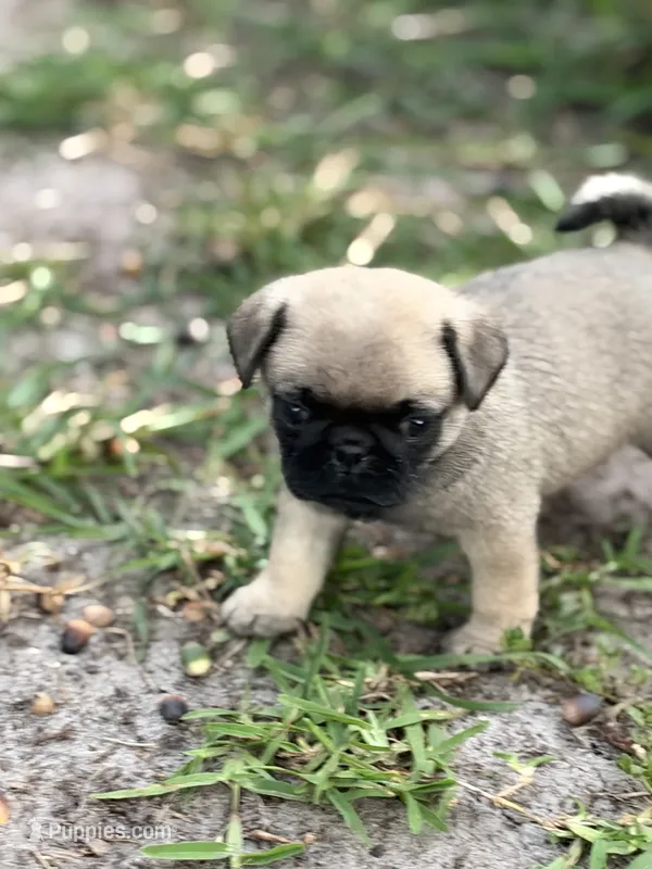 Bentley – Pug puppy for sale in Orlando, FL