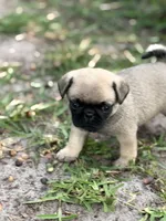 Bentley, a male Pug for sale in Orlando, FL – 1 of 7