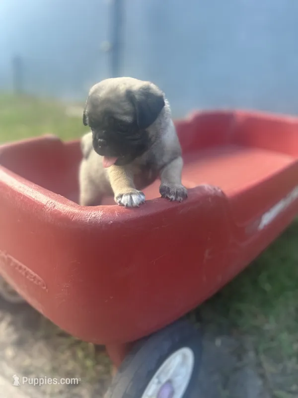 Olive – Pug puppy for sale in Orlando, FL