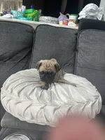 Princess, a female Pug for sale in Orlando, FL – Photo 5 of 5