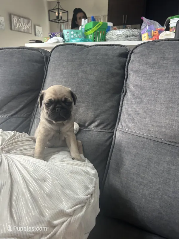 Princess – Pug puppy for sale in Orlando, FL