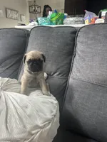 Princess, a female Pug for sale in Orlando, FL – Photo 1 of 5