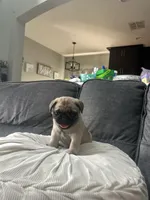 Princess, a female Pug for sale in Orlando, FL – Photo 2 of 5