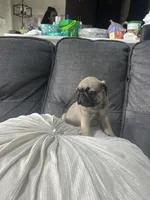 Princess, a female Pug for sale in Orlando, FL – Photo 3 of 5