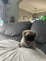 Princess, a female Pug for sale in Orlando, FL – Photo 4 of 5