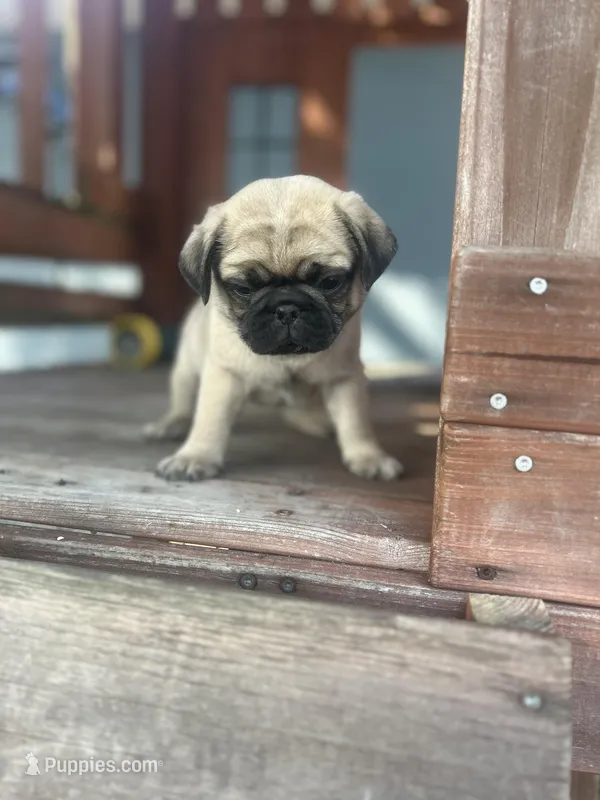 Princess – Pug puppy for sale in Orlando, FL