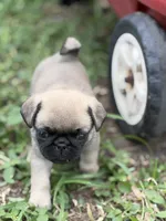Bentley, a male Pug for sale in Orlando, FL – 2 of 7