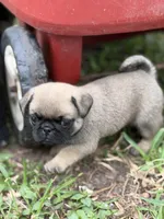 Bentley, a male Pug for sale in Orlando, FL – 4 of 7