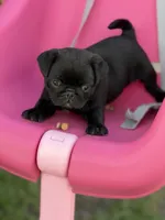 Satin, a female Pug for sale in Orlando, FL – 3 of 6