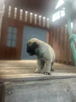 Tucker, a male Pug for sale in Orlando, FL – 2 of 5