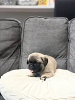 Jackson, a male Pug for sale in Orlando, FL – 2 of 5
