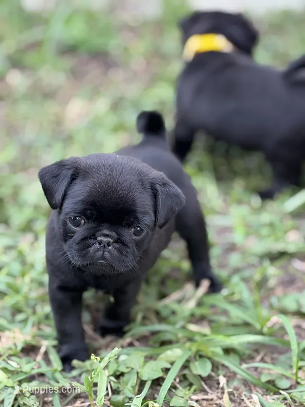 Tucker – Pug puppy for sale in Orlando, FL