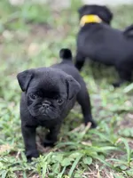 Tucker, a male Pug for sale in Orlando, FL – 1 of 4