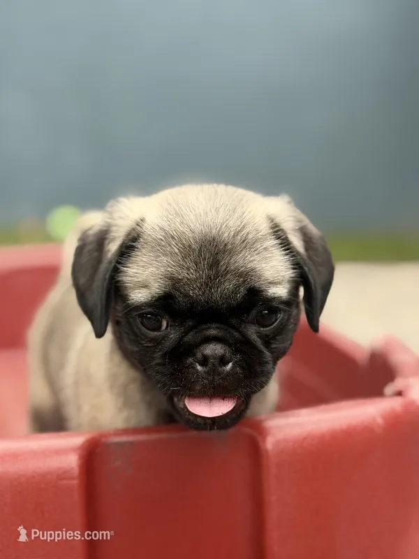 Jackson – Pug puppy for sale in Orlando, FL