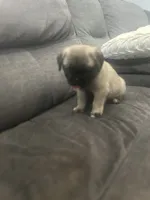Jackson, a male Pug for sale in Orlando, FL – 3 of 5