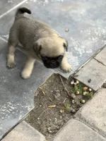 Bentley, a male Pug for sale in Orlando, FL – 7 of 7