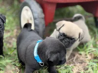 Tucker, a male Pug for sale in Orlando, FL – 2 of 4