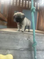 Tucker, a male Pug for sale in Orlando, FL – 3 of 5