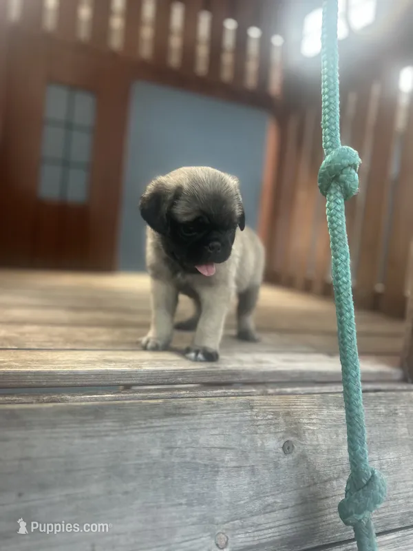 Tucker – Pug puppy for sale in Orlando, FL