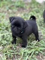Tucker, a male Pug for sale in Orlando, FL – 4 of 4