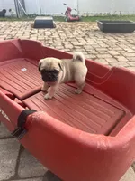 Chloe, a female Pug for sale in Orlando, FL – Photo 5 of 5