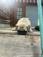 Chloe, a female Pug for sale in Orlando, FL – Photo 4 of 5