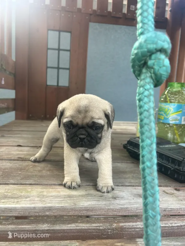 Chloe – Pug puppy for sale in Orlando, FL