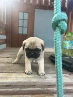Chloe, a female Pug for sale in Orlando, FL – Photo 1 of 5