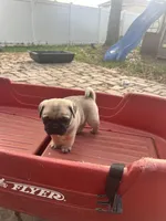Chloe, a female Pug for sale in Orlando, FL – Photo 3 of 5