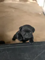Coco, a female Pug for sale in Orlando, FL – 2 of 3