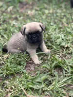 Bentley, a male Pug for sale in Orlando, FL – 6 of 7