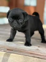 Satin, a female Pug for sale in Orlando, FL – 5 of 6