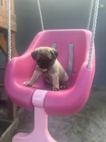 Olive, a male Pug for sale in Orlando, FL – 3 of 3