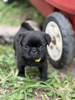 Coco, a female Pug for sale in Orlando, FL – 3 of 3