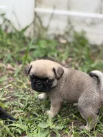 Bentley, a male Pug for sale in Orlando, FL – 3 of 7
