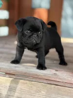 Satin, a female Pug for sale in Orlando, FL – 4 of 6