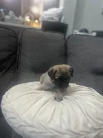 Olive, a male Pug for sale in Orlando, FL – 2 of 3