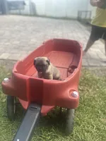 Jackson, a male Pug for sale in Orlando, FL – 1 of 5