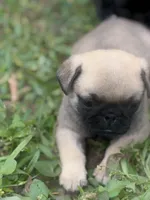 Bentley, a male Pug for sale in Orlando, FL – 5 of 7