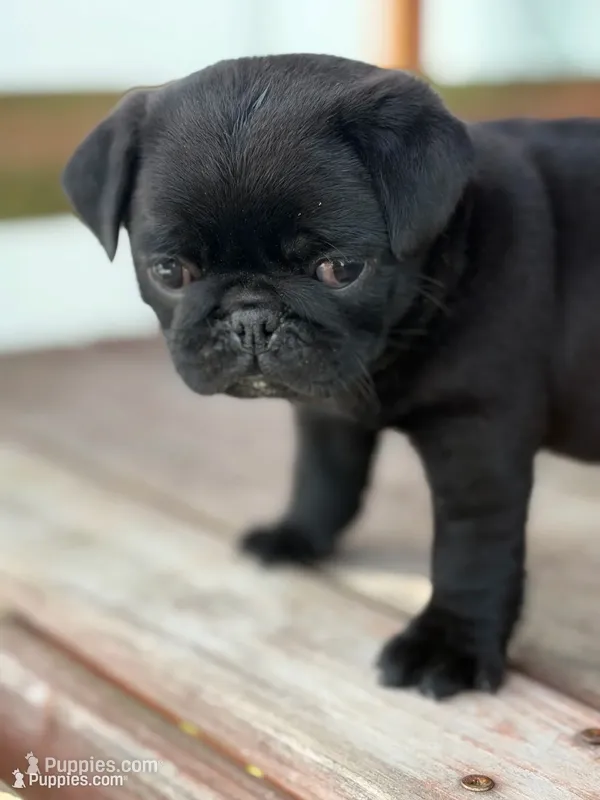 Satin – Pug puppy for sale in Orlando, FL
