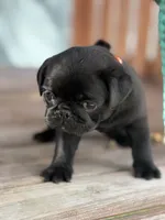 Satin, a female Pug for sale in Orlando, FL – 2 of 6
