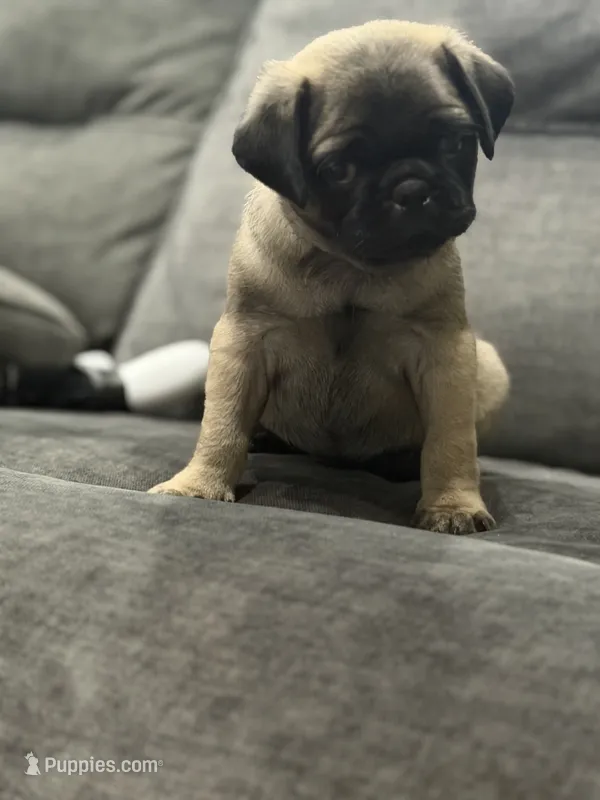 Olive – Pug puppy for sale in Orlando, FL