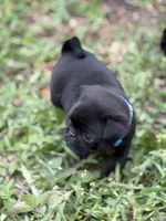 Tucker, a male Pug for sale in Orlando, FL – 3 of 4