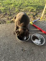 Raiden, a male Cane Corso for sale in Saint Cloud, FL – 9 of 10
