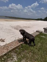 Raiden, a male Cane Corso for sale in Saint Cloud, FL – 4 of 10